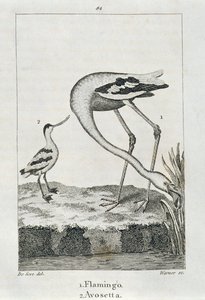 Flamenco y Avoceta, de Una Historia de la Tierra y la Naturaleza Animada, Londres 1816 de Spanish School