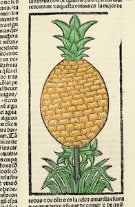 Representación de una piña. Grabado del libro “Historia general de las Indias, islas y tierra firme del mar océano” de Gonzalo Fernández de Oviedo (1478-1557) de Spanish School