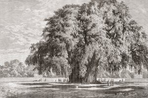 Santa María del Tule, Oaxaca, México: El Árbol del Tule