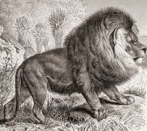 El león del Cabo, ahora extinto, de 