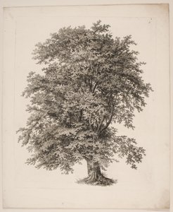 "Estudios de la naturaleza con respecto al dibujo de paisajes de S.H. Petersen", n.º 2 de Søren Henrik Petersen