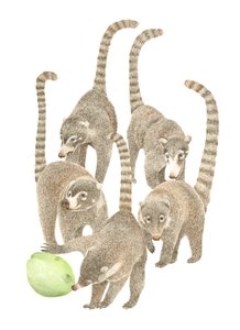 Costa Rica Coatis, 2019 (lápiz de grafito y digital) de Stacy Hsu