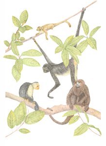 Costa Rica Monkey, 2019 (lápiz de grafito y digital)