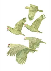 Costa Rica Red Lored Parrots, 2019 (lápiz de grafito y digital) de Stacy Hsu