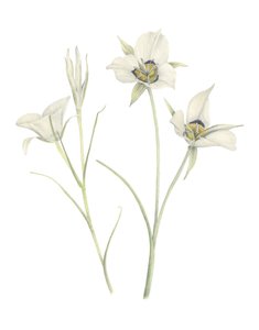 Mariposa Lily, 2018 (lápiz de grafito y acuarela) de Stacy Hsu