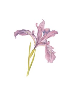 Retrato de un iris, 2013 (acuarela) de Stacy Hsu