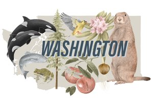 Símbolos del estado de Washington, 2018 (lápiz de grafito y digital)