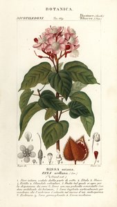 Achiote o árbol de los labios, Bixa orellana de Stanghi Stanghi
