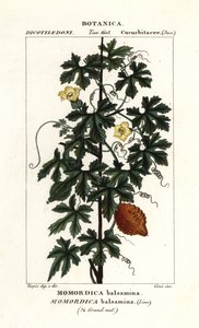 African cucumber, Momordica balsamina de Stanghi Stanghi