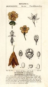 African cucumber, Momordica balsamina