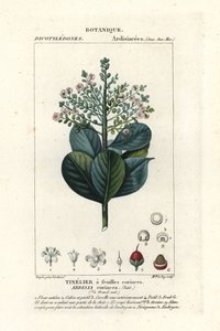 Madera de vaca, Ardisia coriacea de Stanghi Stanghi