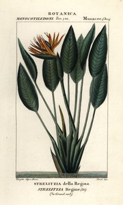 Ave del paraíso, Strelitzia reginae