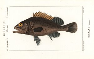 Mero negro, Mycteroperca bonaci de Stanghi Stanghi