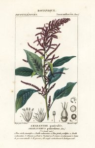 Amaranto de sangre, Amaranthus cruentus de Stanghi Stanghi