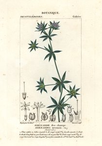 Saúco azul, Sherardia arvensis
