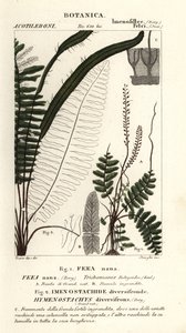 Helecho de cerdas, Trichomanes botryoides de Stanghi Stanghi