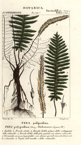 Helecho de cerdas, Trichomanes elegans de Stanghi Stanghi