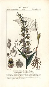 Orquídea helleborine de hoja ancha, Epipactis helleborine de Stanghi Stanghi