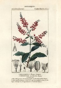 Bushwillow, Combretum coccineum de Stanghi Stanghi