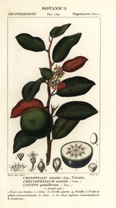 Cainito, Chrysophyllum cainito de Stanghi Stanghi