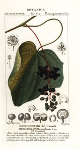 Semilla lunar canadiense, Menispermum canadense