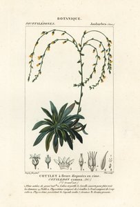 Cañón vivo-para-siempre,, Dudleya cymosa de Stanghi Stanghi