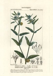 Hedionda gruesa, Opercularia aspera de Stanghi Stanghi