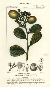 Cocoplum, Chrysobalanus icaco de Stanghi Stanghi