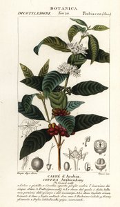 Café, Coffea arabica, Caffe d