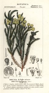 Arbusto de algodón común, Berzelia lanuginosa de Stanghi Stanghi