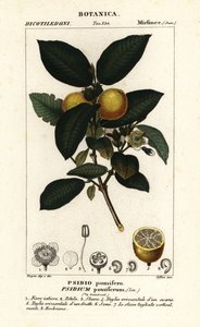 Guayaba común, Psidium guajava de Stanghi Stanghi