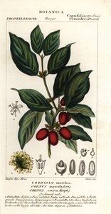 Cerezo cornalino, Cornus mas de Stanghi Stanghi