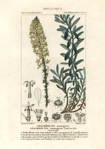 Velas cremosas, Stackhousia monogyna de Stanghi Stanghi