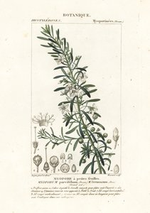 Boobialla rastrera, Myoporum parvifolium de Stanghi Stanghi