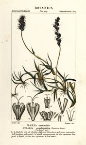 Mezquite rizado, Hilaria cenchroides de Stanghi Stanghi