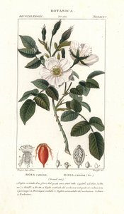 Rosa del perro