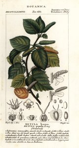 Abedul enano, Betula pumila de Stanghi Stanghi
