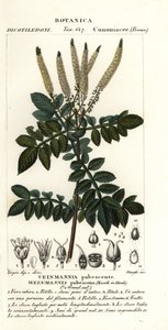 Encenillo, Weinmannia pubescens de Stanghi Stanghi