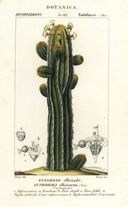 Euphorbia officinarum de Stanghi Stanghi