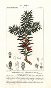 Tejo europeo, Taxus baccata