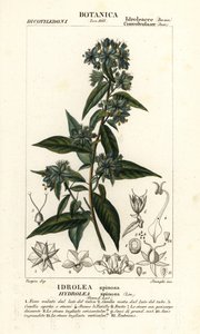 Falsa hoja de la suerte, Hydrolea spinosa de Stanghi Stanghi