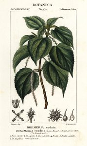 Ortiga falsa, Boehmeria caudata de Stanghi Stanghi