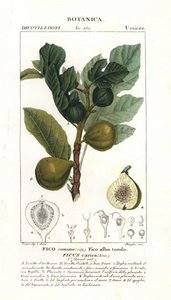 Higuera y fruto, Ficus carica de Stanghi Stanghi