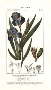 Florentine iris, Iris germanica var florentina