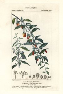 Baya de Goji, Lycium barbarum