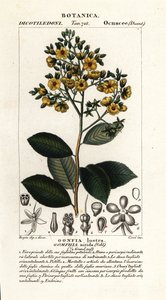 Gomphia nitida de Stanghi Stanghi