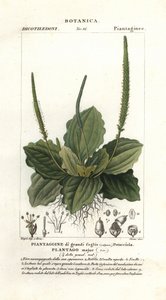 Plátano grande, Plantago major