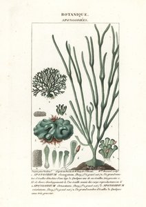 Algas verdes Especies de Spongodium de Stanghi Stanghi