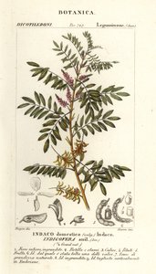 Guatemalan indigo, Indigofera suffruticosa de Stanghi Stanghi