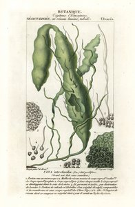 Gutweed o alga de hierba, Ulva intestinalis de Stanghi Stanghi